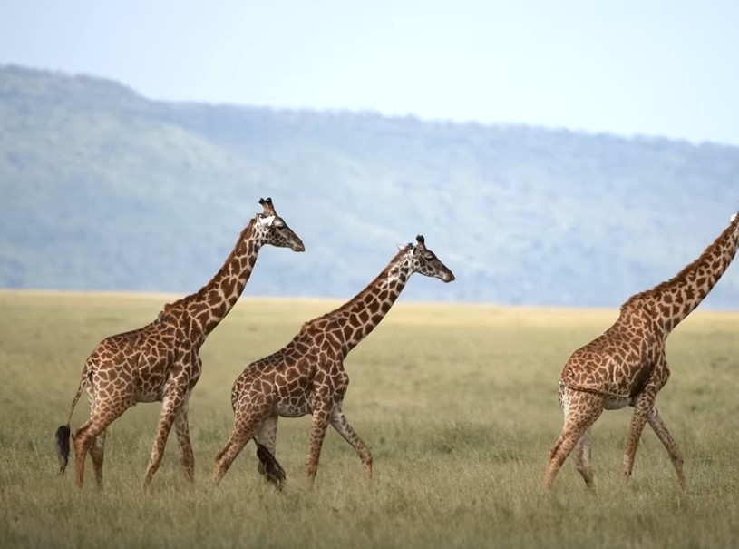 Tips on Safari Photography