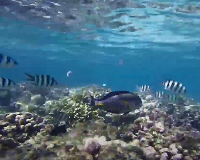 Unexplored Dahlak Islands of Eritrea