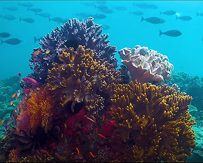 Raja Ampat in Indonesia